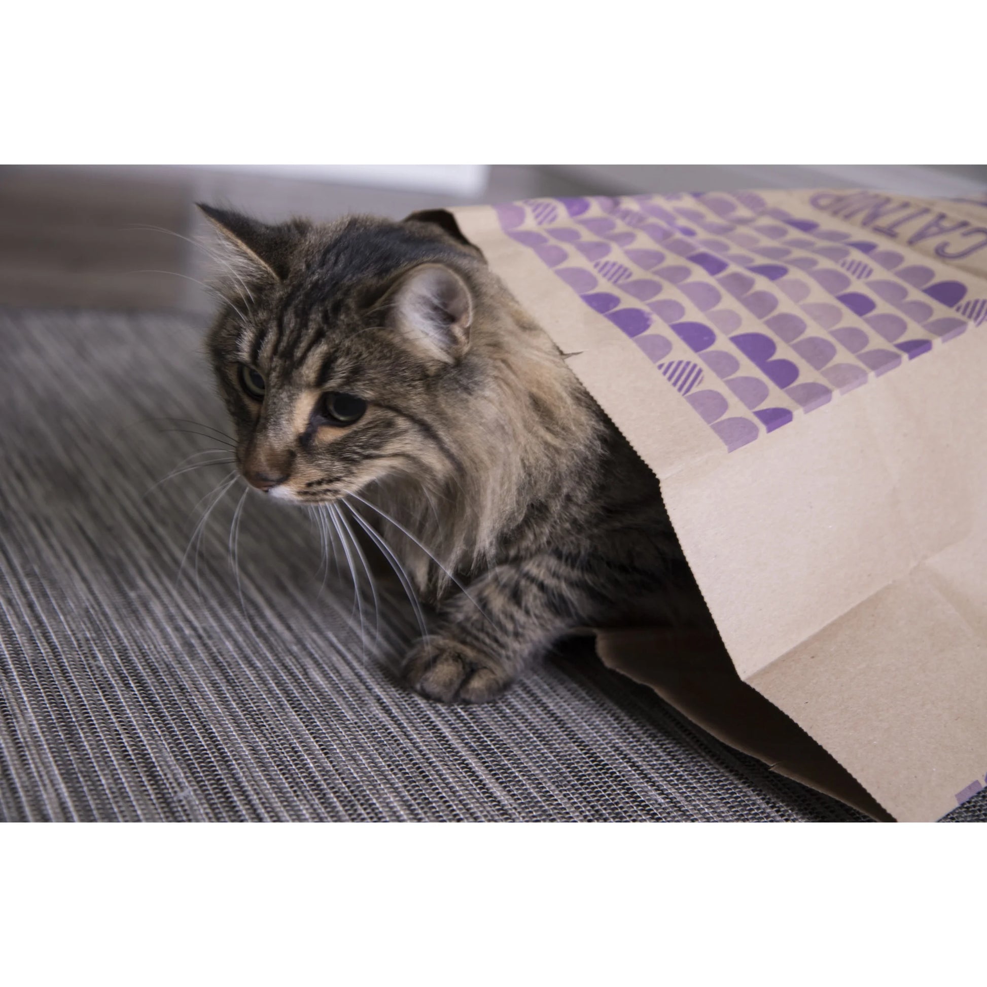 Catnip Caves Paper Bag Cat Toys, Scratch Activated Catnip Scent, 2 Count