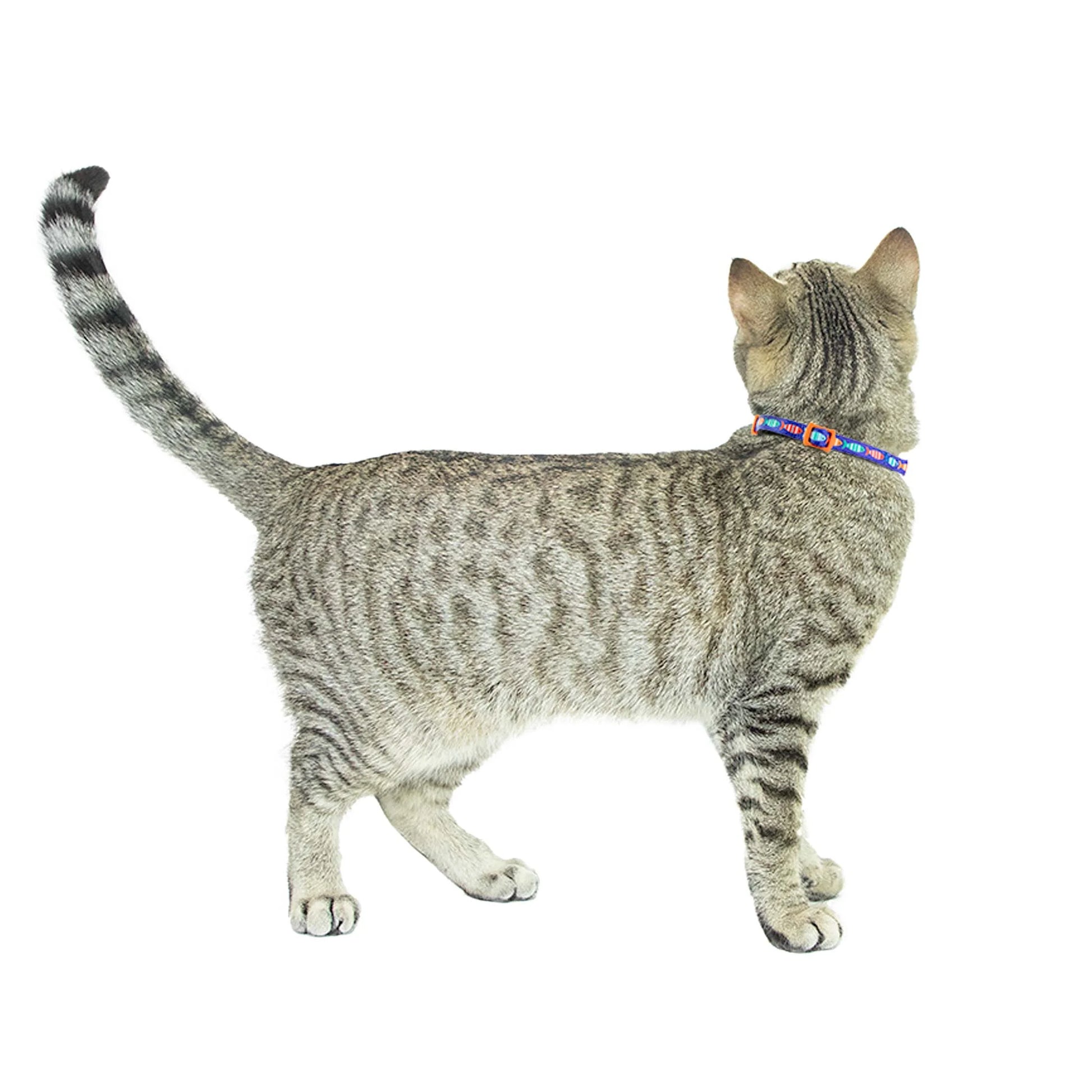 2-Pack Kitten Collar Navy Multi Fish and Solid Blue, One Size
