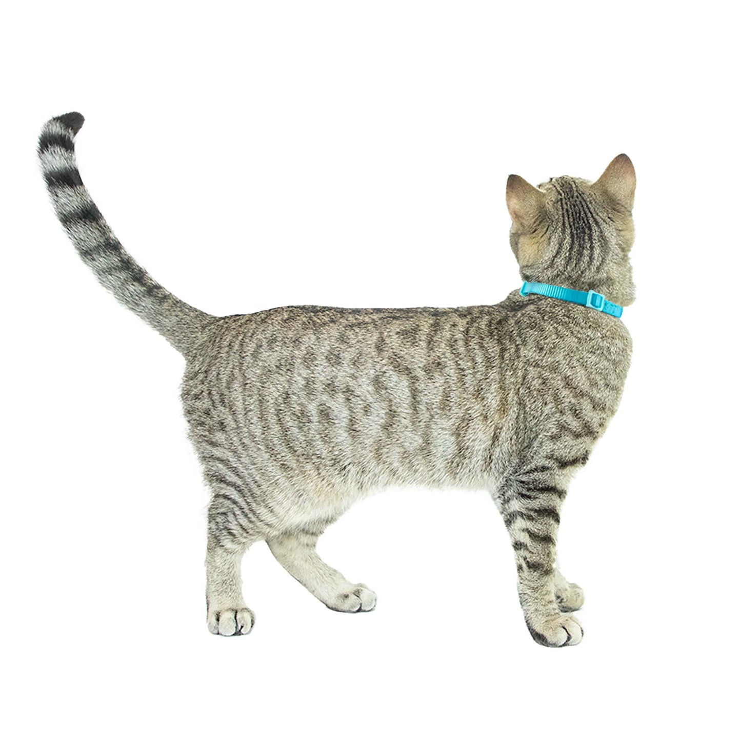 2-Pack Kitten Collar Navy Multi Fish and Solid Blue, One Size