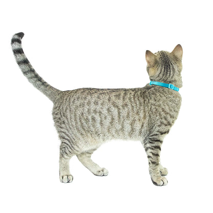 2-Pack Kitten Collar Navy Multi Fish and Solid Blue, One Size