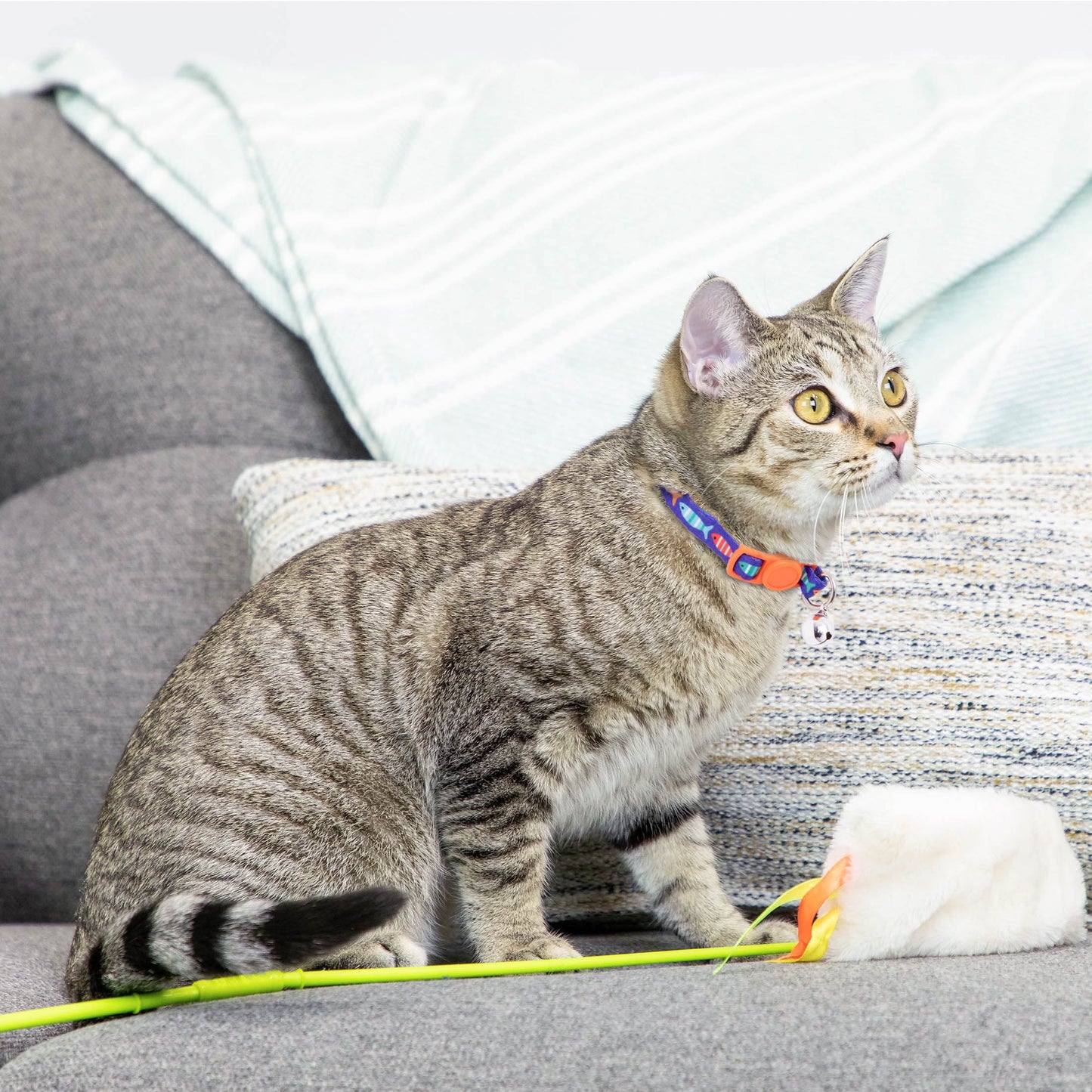 2-Pack Kitten Collar Navy Multi Fish and Solid Blue, One Size
