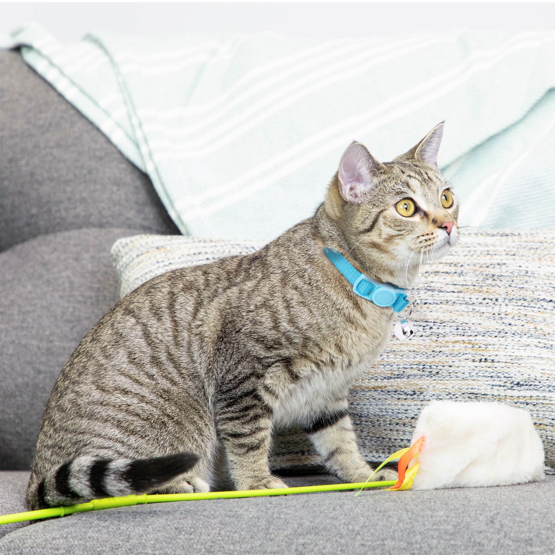 2-Pack Kitten Collar Navy Multi Fish and Solid Blue, One Size